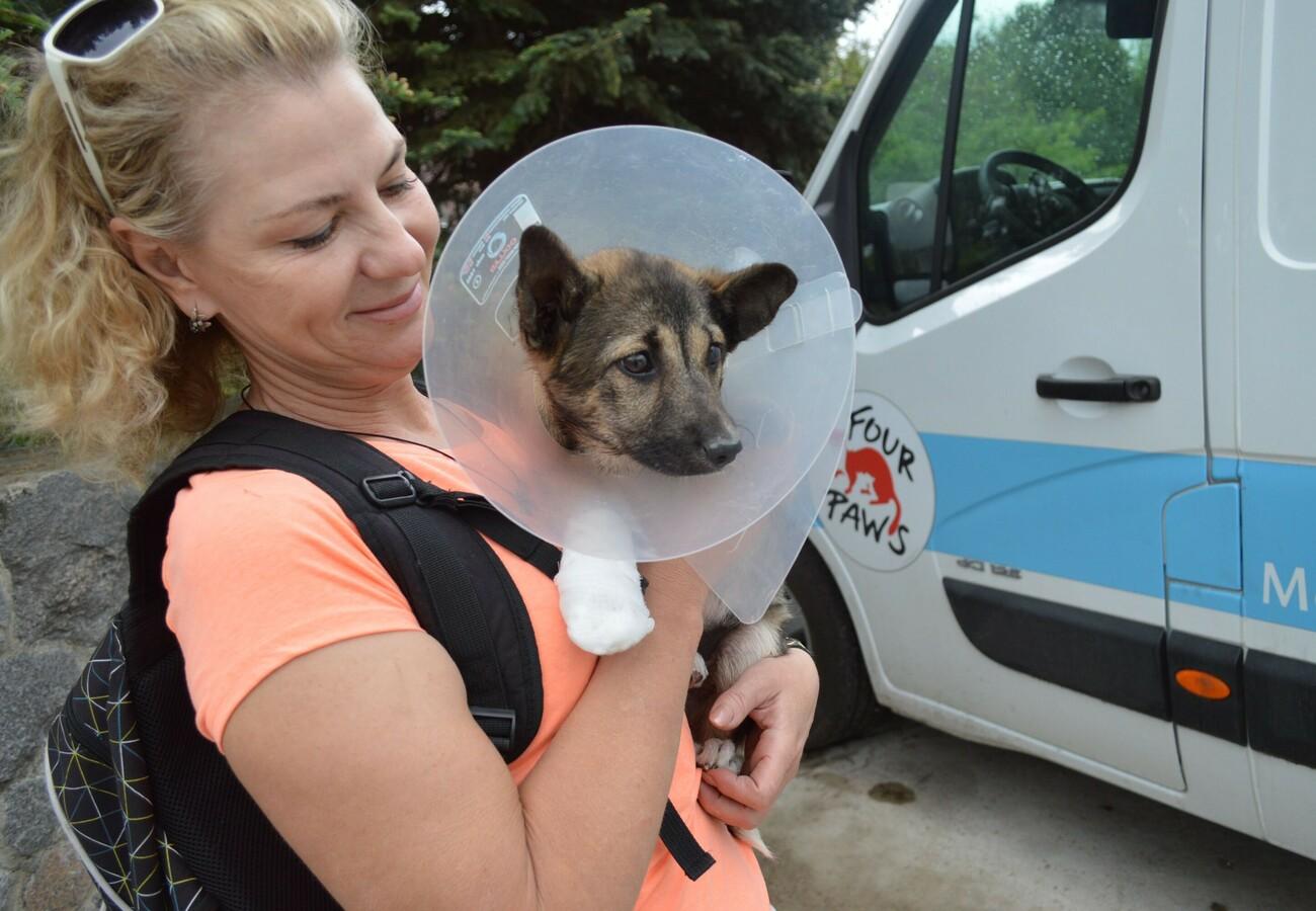 Stray Animal Care in Ukraine Help for Stray Animals